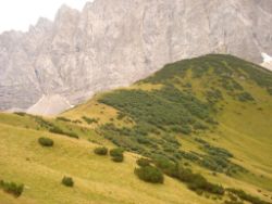 2013-09-08_6Falkenh-Steinfalk (039).JPG